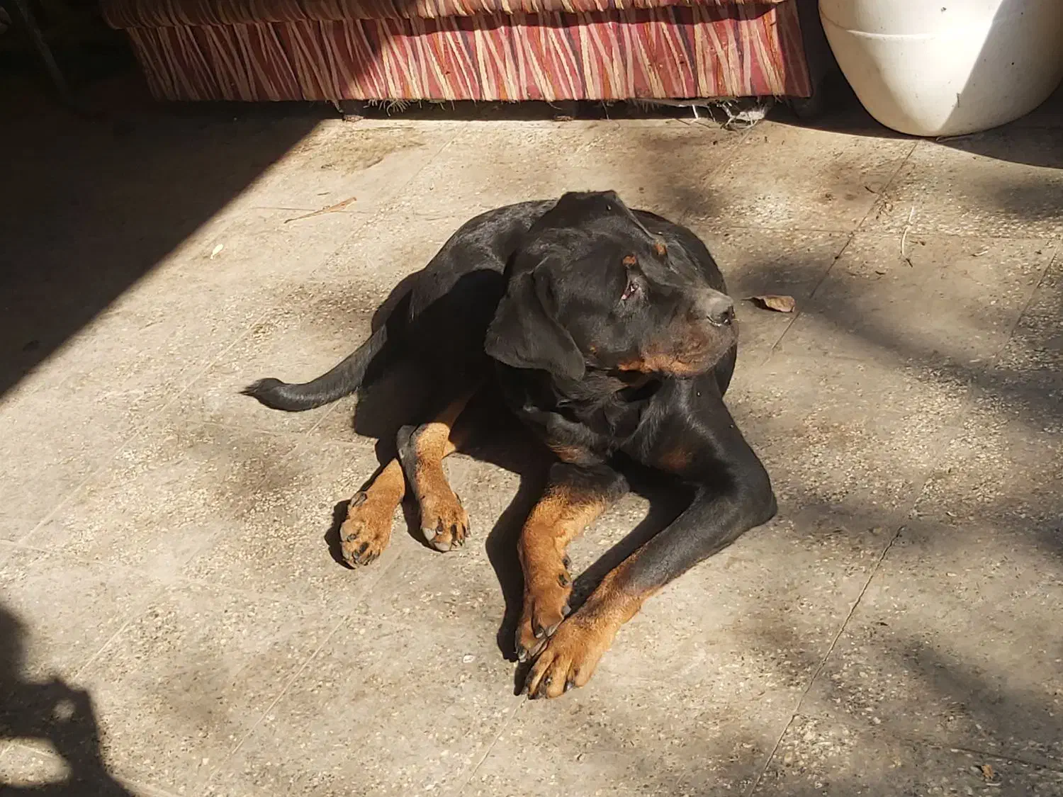 سگ ماده رتوایلر برای فروش|سگ|قائم‌شهر, |دیوار