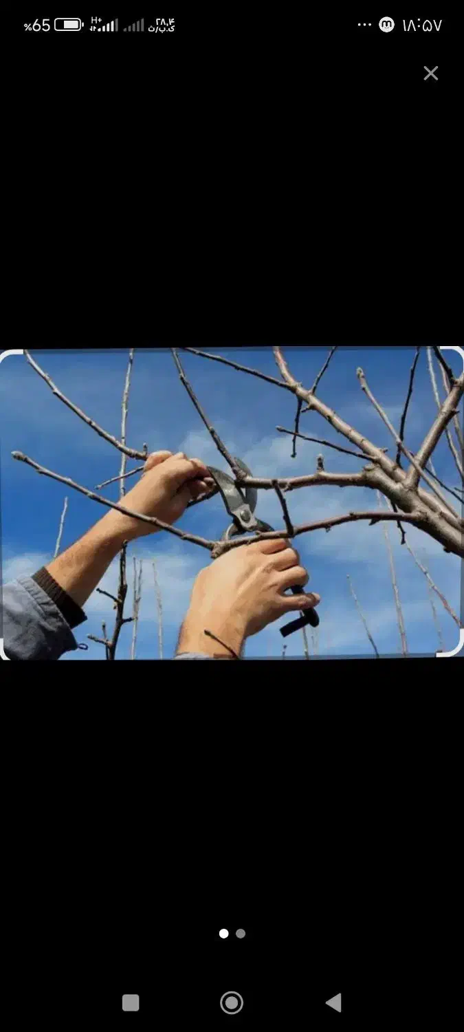 هرس|خدمات باغبانی و درختکاری|گنبد کاووس, |دیوار