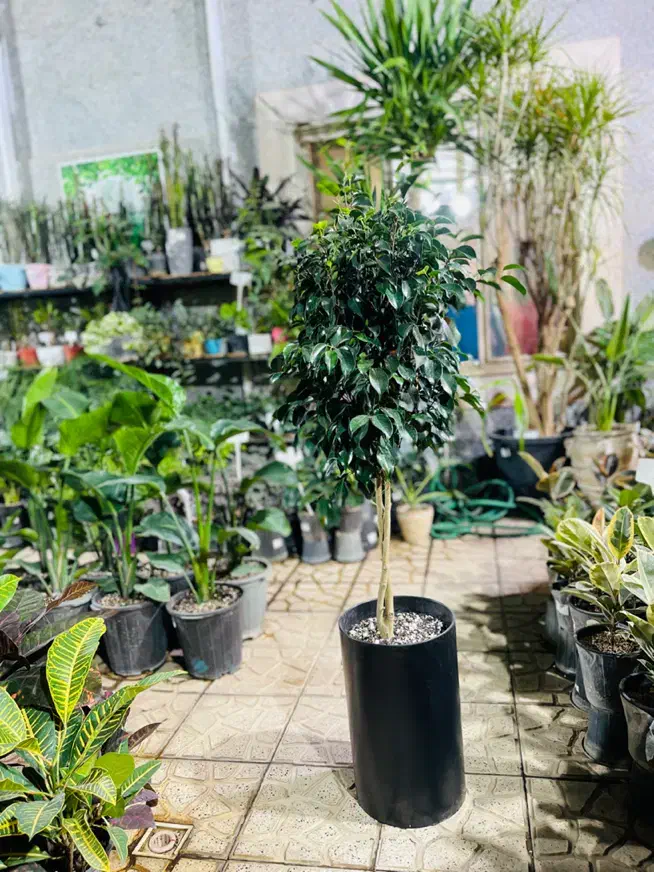 فروش گلهای آپارتمانی با مشاوره|گل و گیاه طبیعی|پردیس, فاز ۴|دیوار