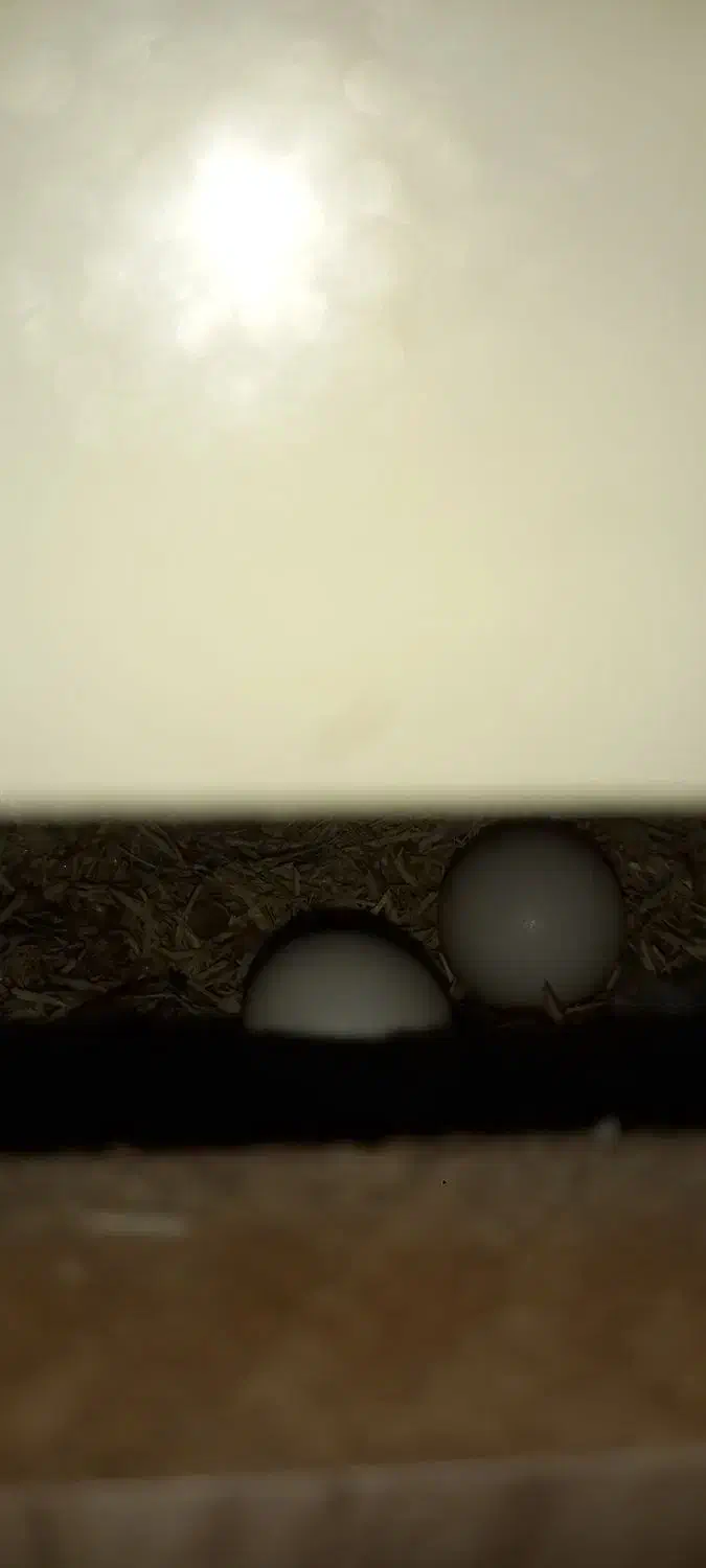 دو عدد طوطی برزیلی تخم گزار|پرنده|شاهرود, |دیوار