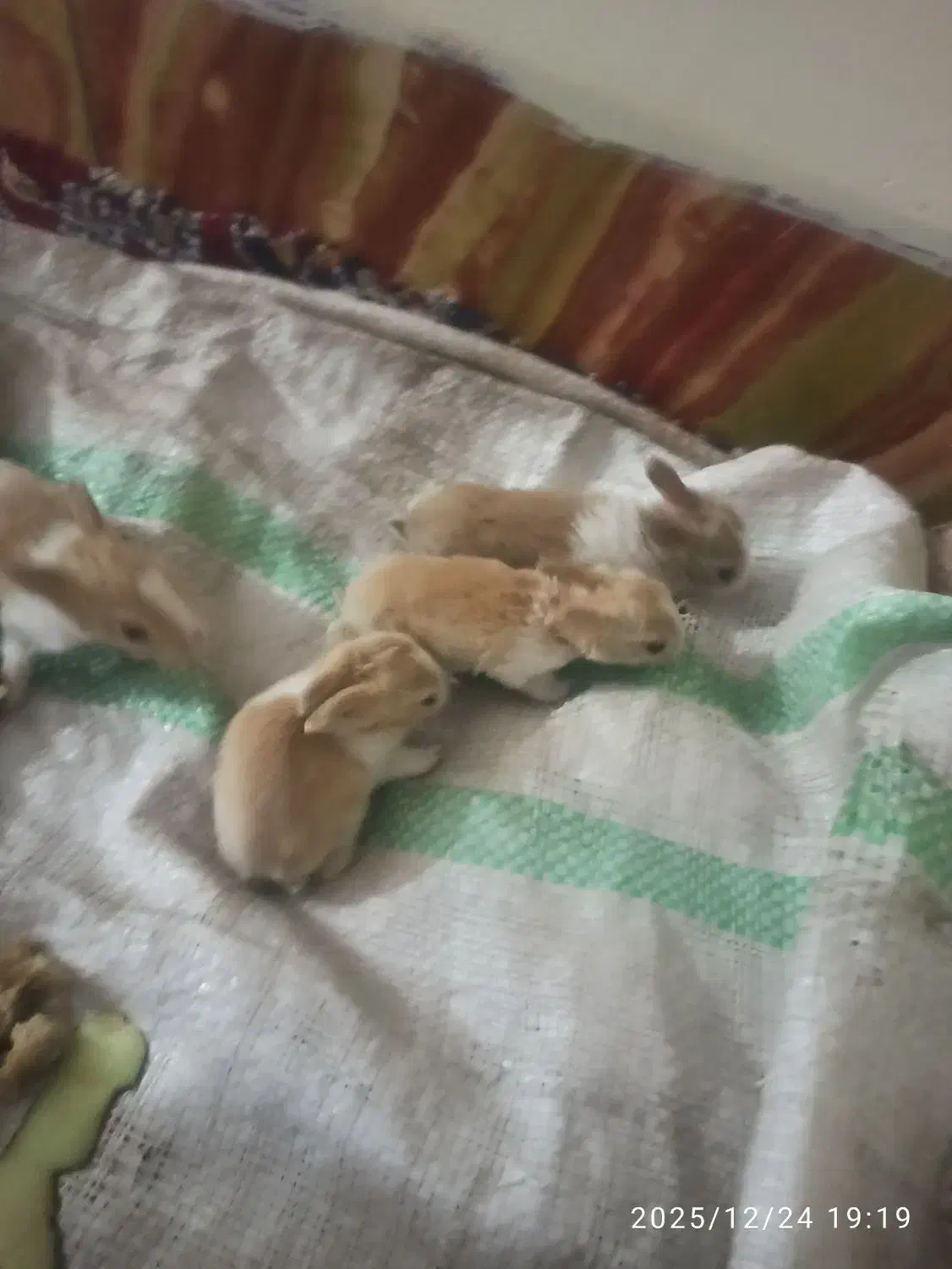 خرگوش|موش و خرگوش|کشکوئیه, |دیوار