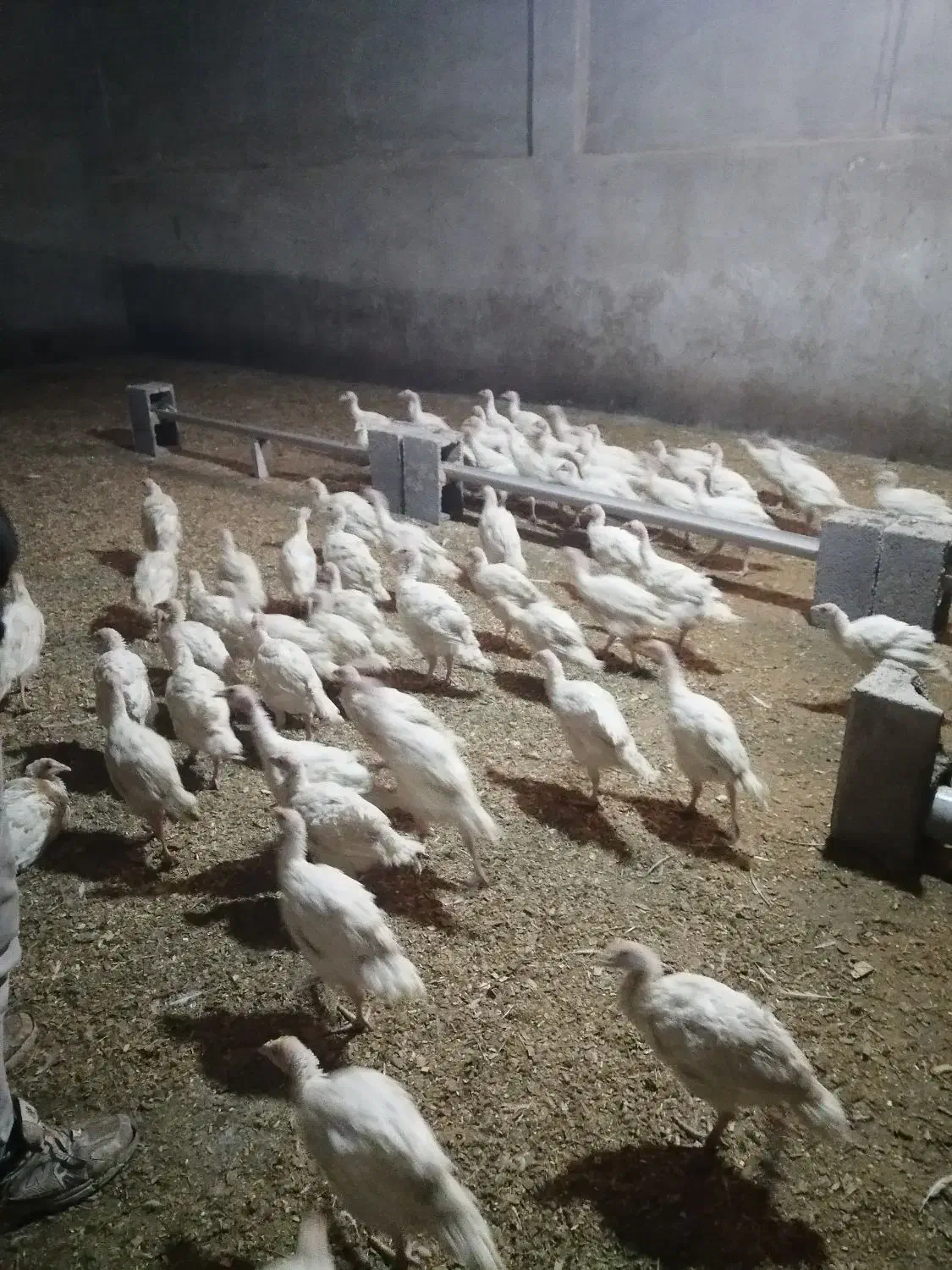 فروش چوچه بوقلمون 2ماهه|حیوانات مزرعه|نجفآباد, شریعتی غربی|دیوار