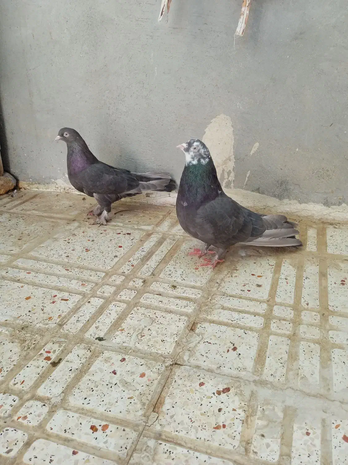 نر و ماده سرکه ای عتیقه|پرنده|فارسان, |دیوار