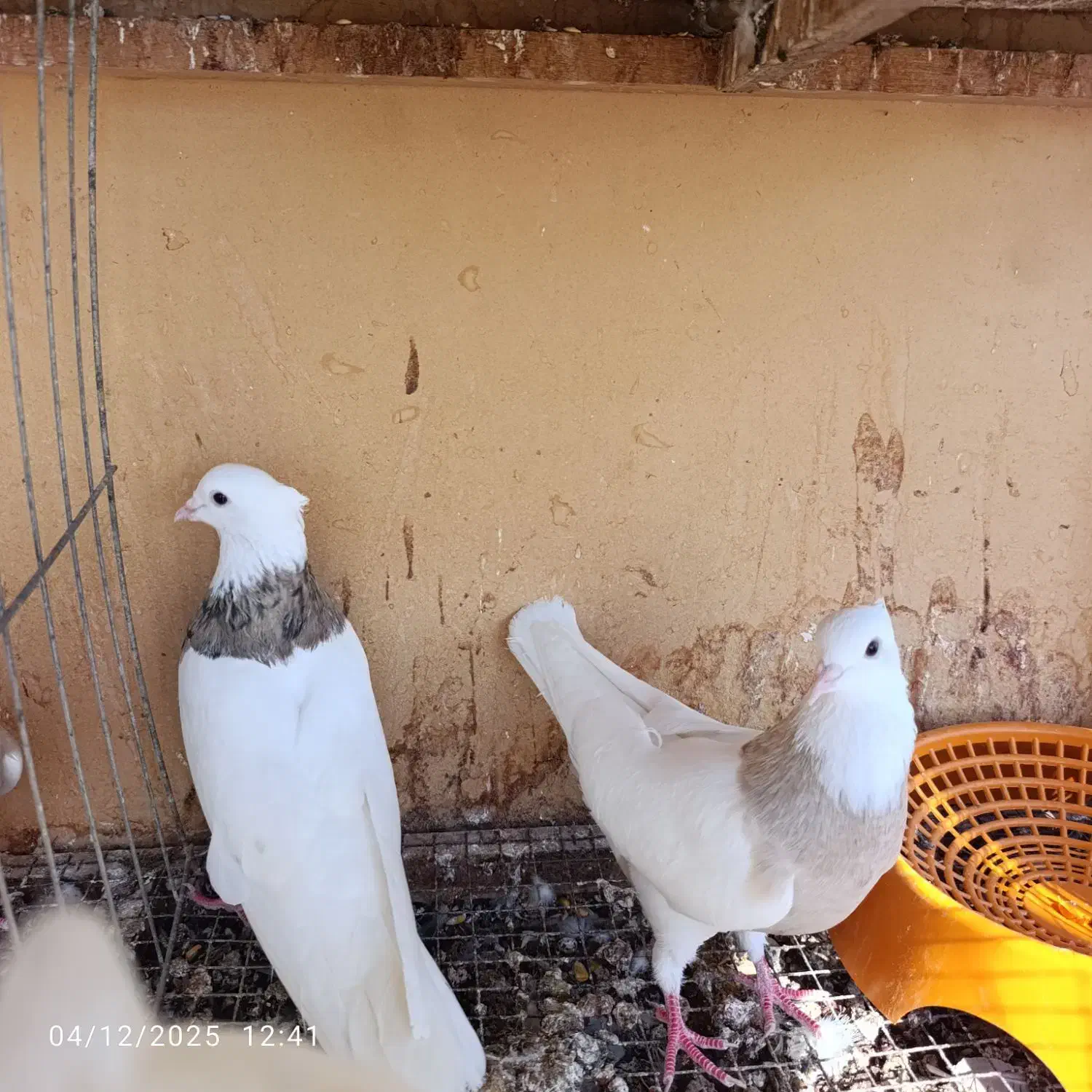 کبوتر طوقی|پرنده|بندر گناوه, |دیوار