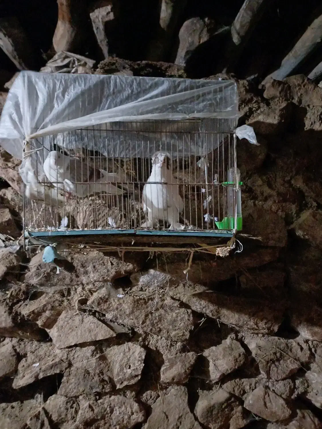 فقط تماس|پرنده|اهر, |دیوار