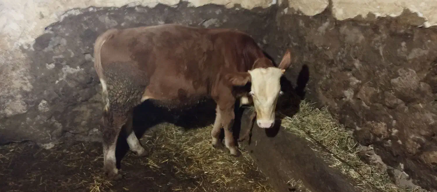 گوساله سیمینتال|حیوانات مزرعه|منجوان, |دیوار