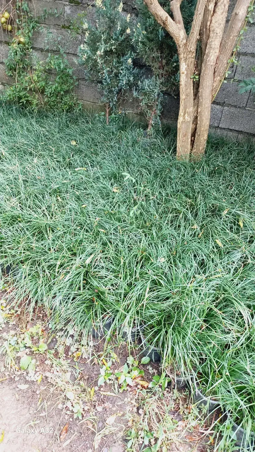 یاس هلندی آماده فروش|گل و گیاه طبیعی|چابکسر, |دیوار