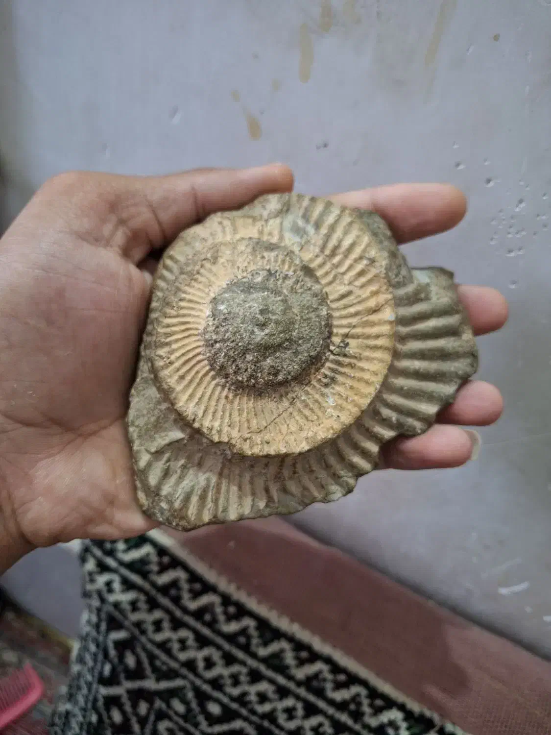 فسیل بسیار زیبای امونیت|کلکسیون اشیاء عتیقه|نیشابور, هفده شهریور|دیوار