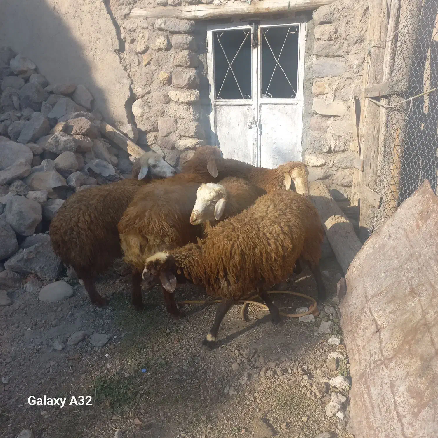 ۵ عدد توغلی واسه قربونی|حیوانات مزرعه|نیر (اردبیل), |دیوار