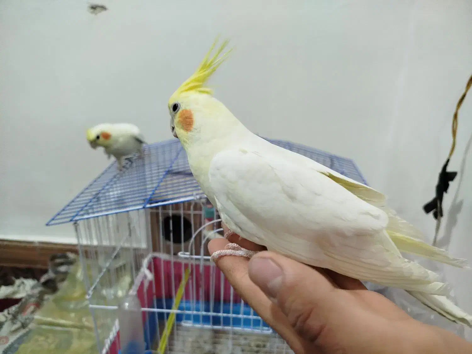 عروس هلندی|پرنده|بن, |دیوار