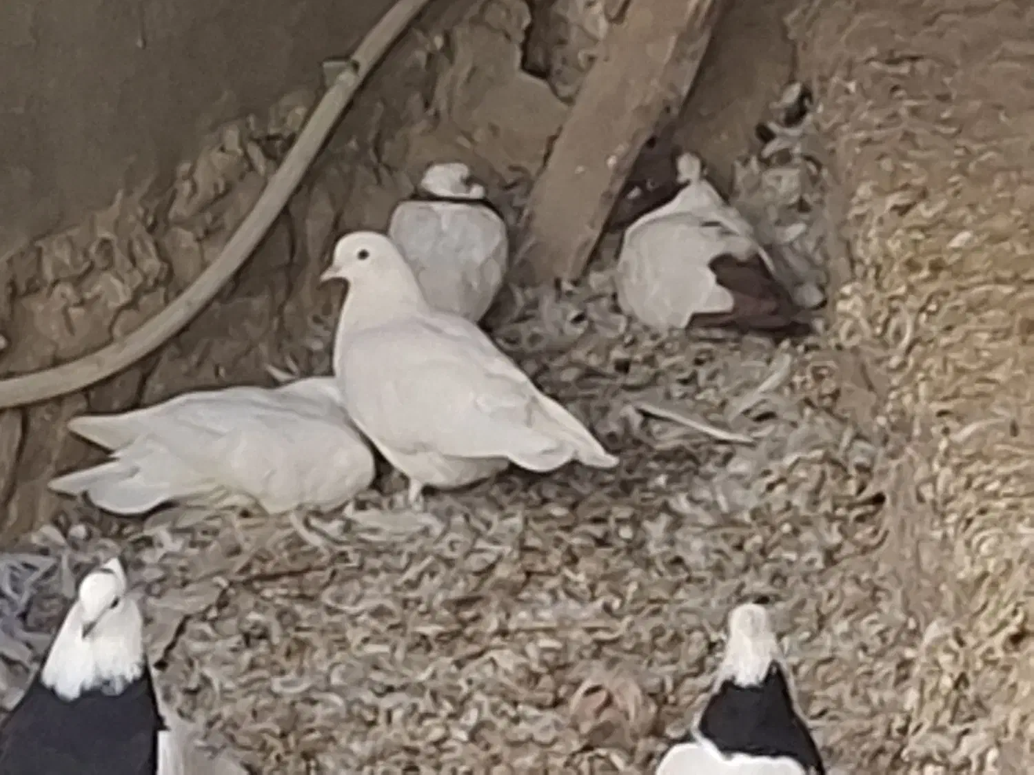 کبوتر طوق سیاه . سفید . پرستویی|پرنده|لامرد, |دیوار