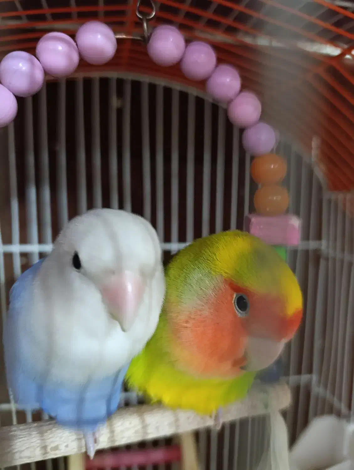 کوتوله|پرنده|آران و بیدگل, |دیوار