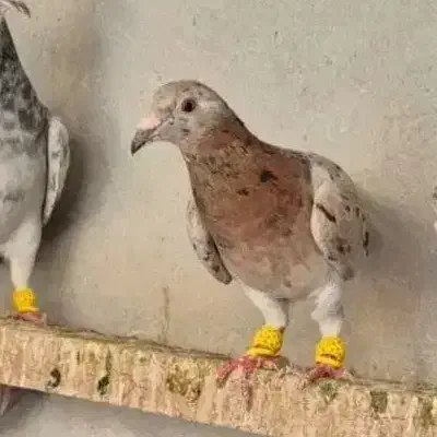 کبوتر ماده خطی وشستی|پرنده|قزوین, |دیوار