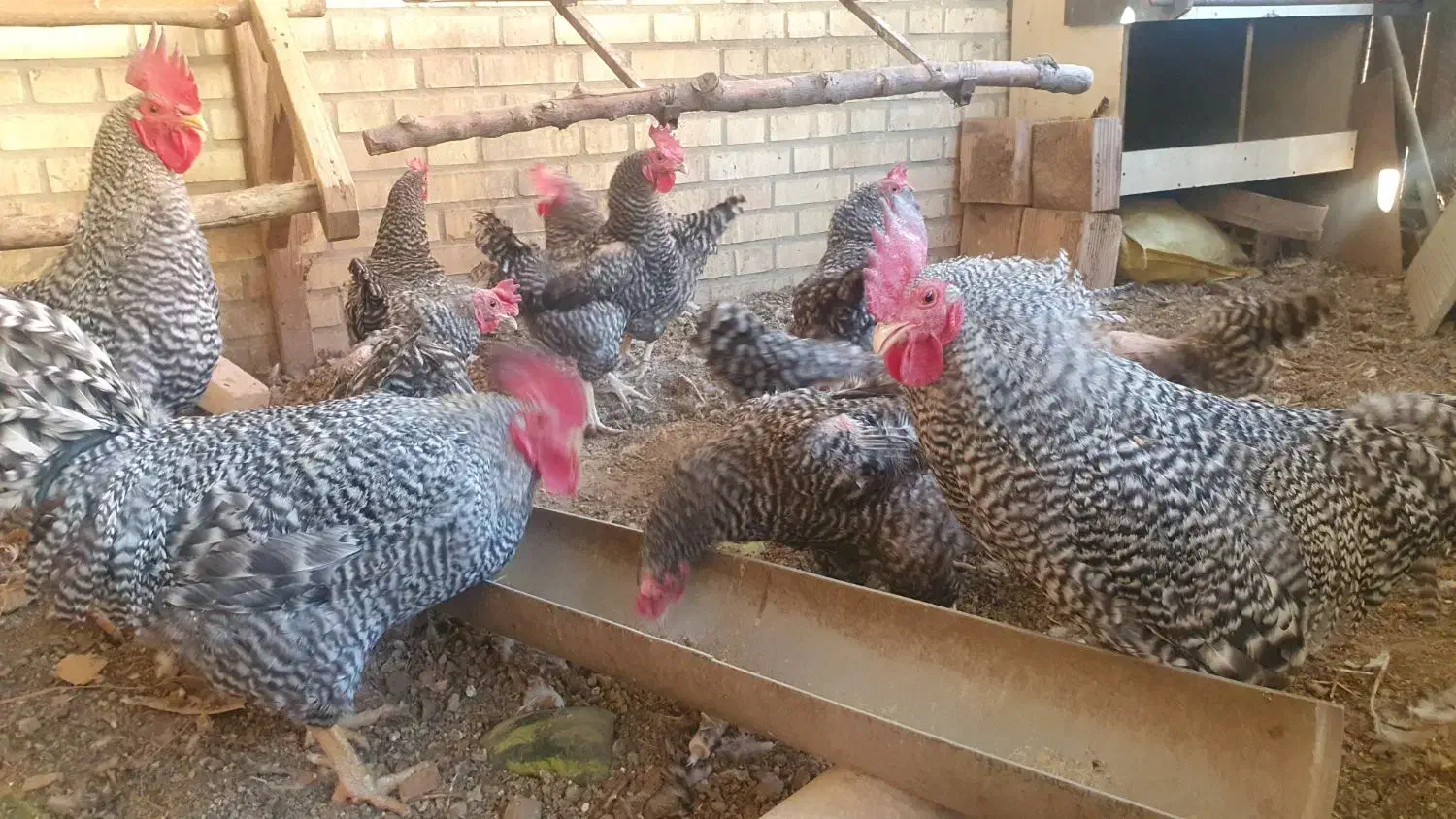 مرغ و خروس امروک پلیموت راک|حیوانات مزرعه|تهران, فدک|دیوار