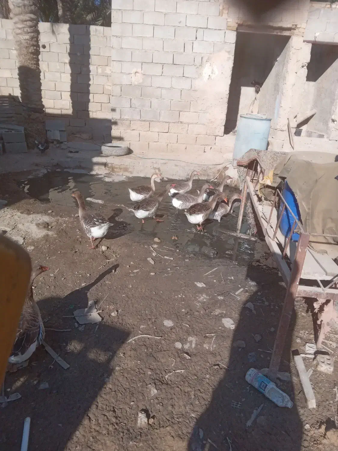 شادگان|حیوانات مزرعه|شادگان, |دیوار