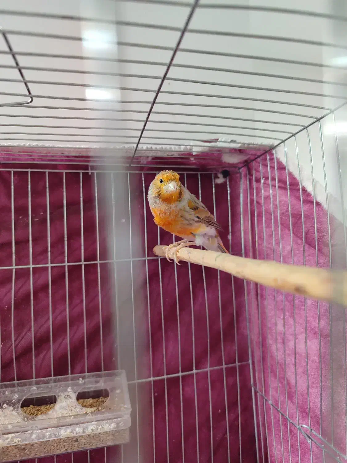 قناری|پرنده|خرمدره, |دیوار