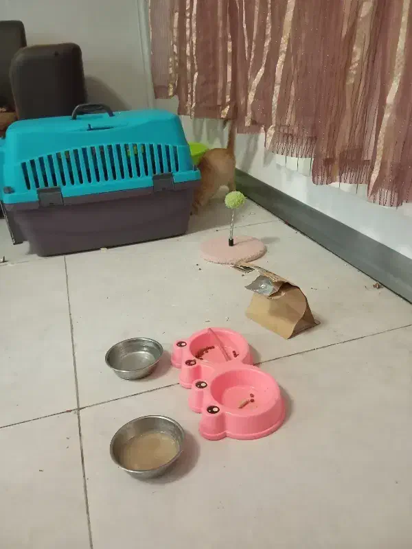 وسایل زندگی حیوون خانگی زیر قیمت|لوازم جانبی حیوانات|مشهد, امیریه|دیوار