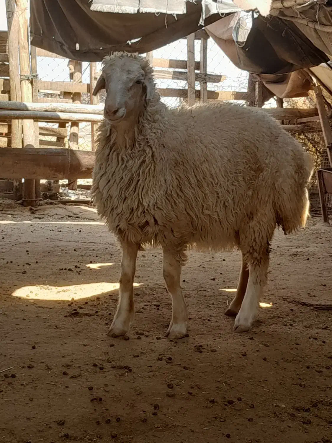 بزغاله امسال گوسفند صادراتی درجه یک|حیوانات مزرعه|کرمانشاه, |دیوار