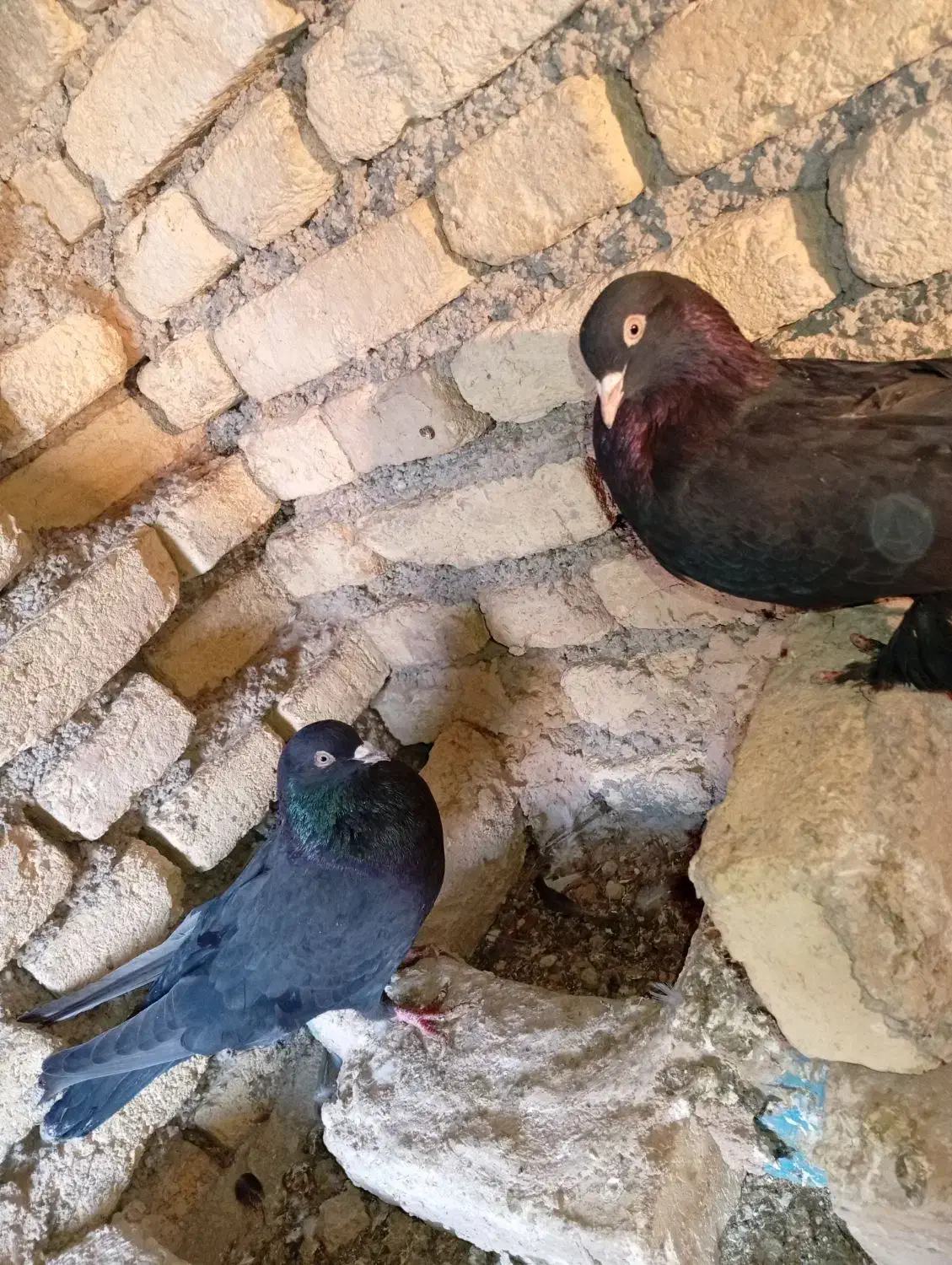 کبوتر|پرنده|شهرکرد, |دیوار