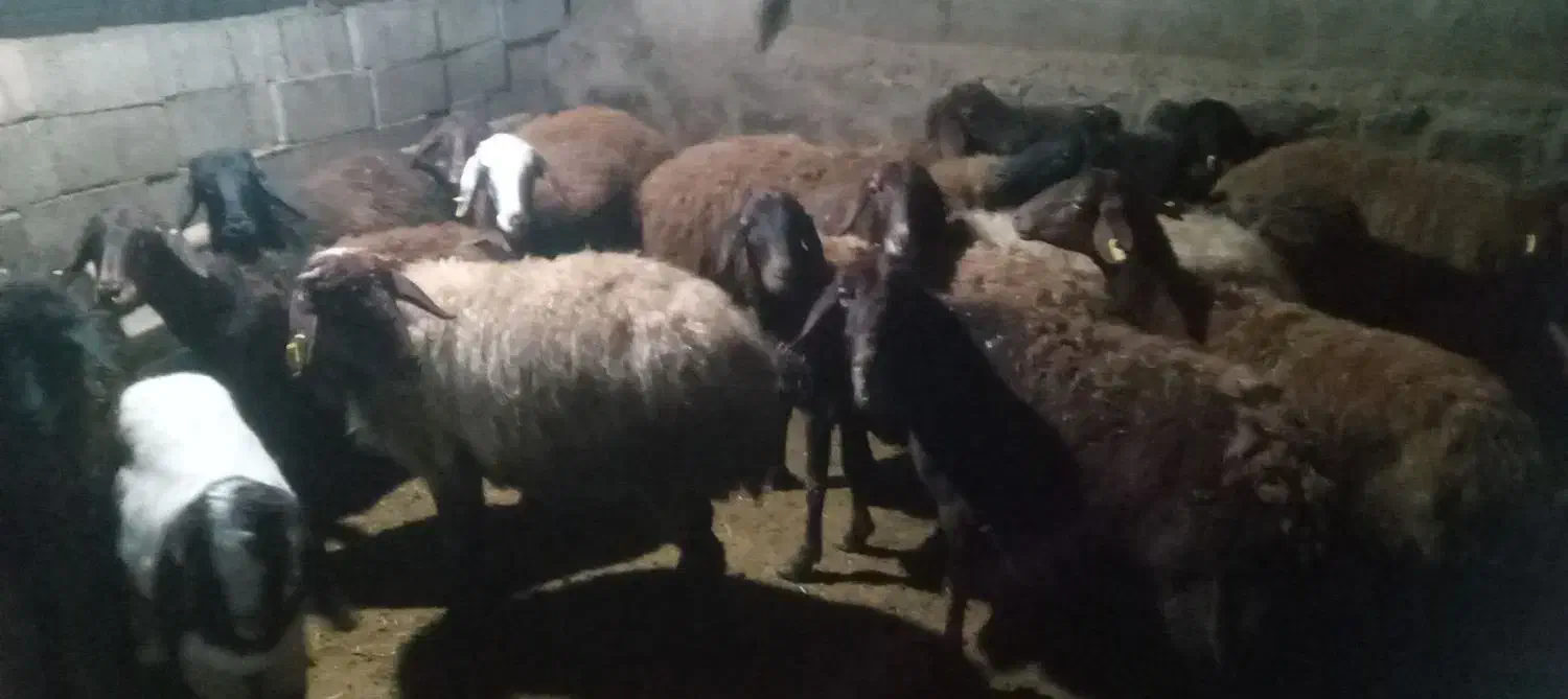 گوسفد|حیوانات مزرعه|پلدشت, |دیوار