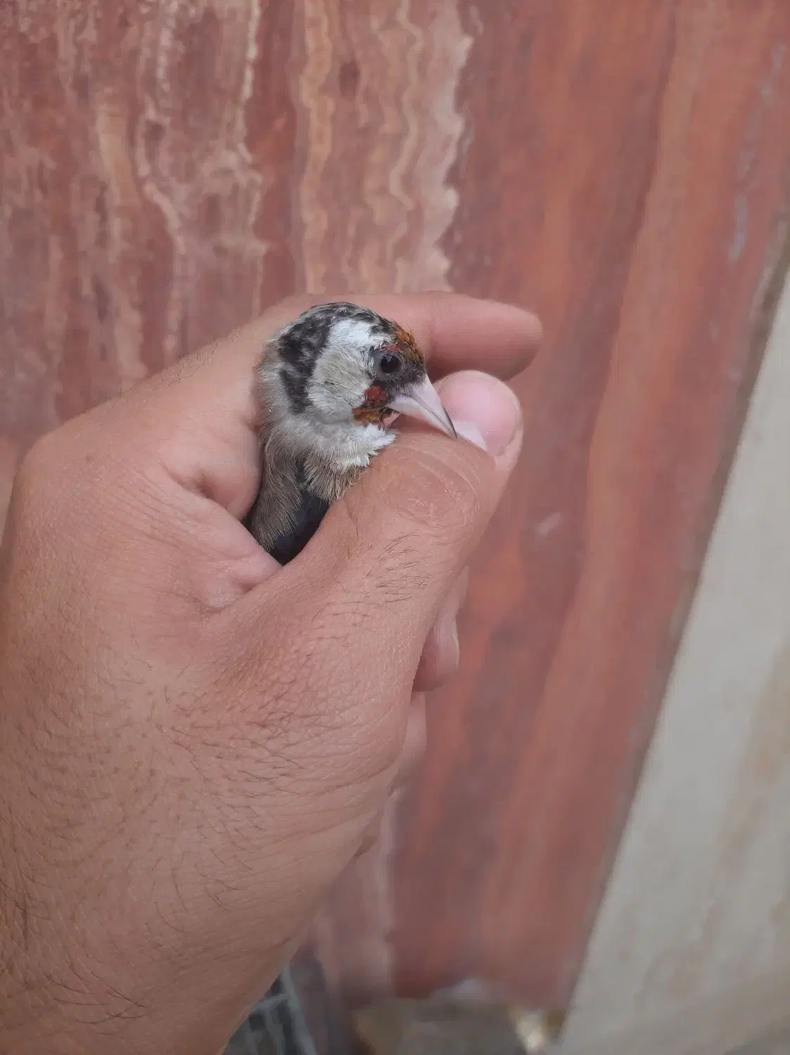 سهره ماده|پرنده|تهران, مشیریه|دیوار
