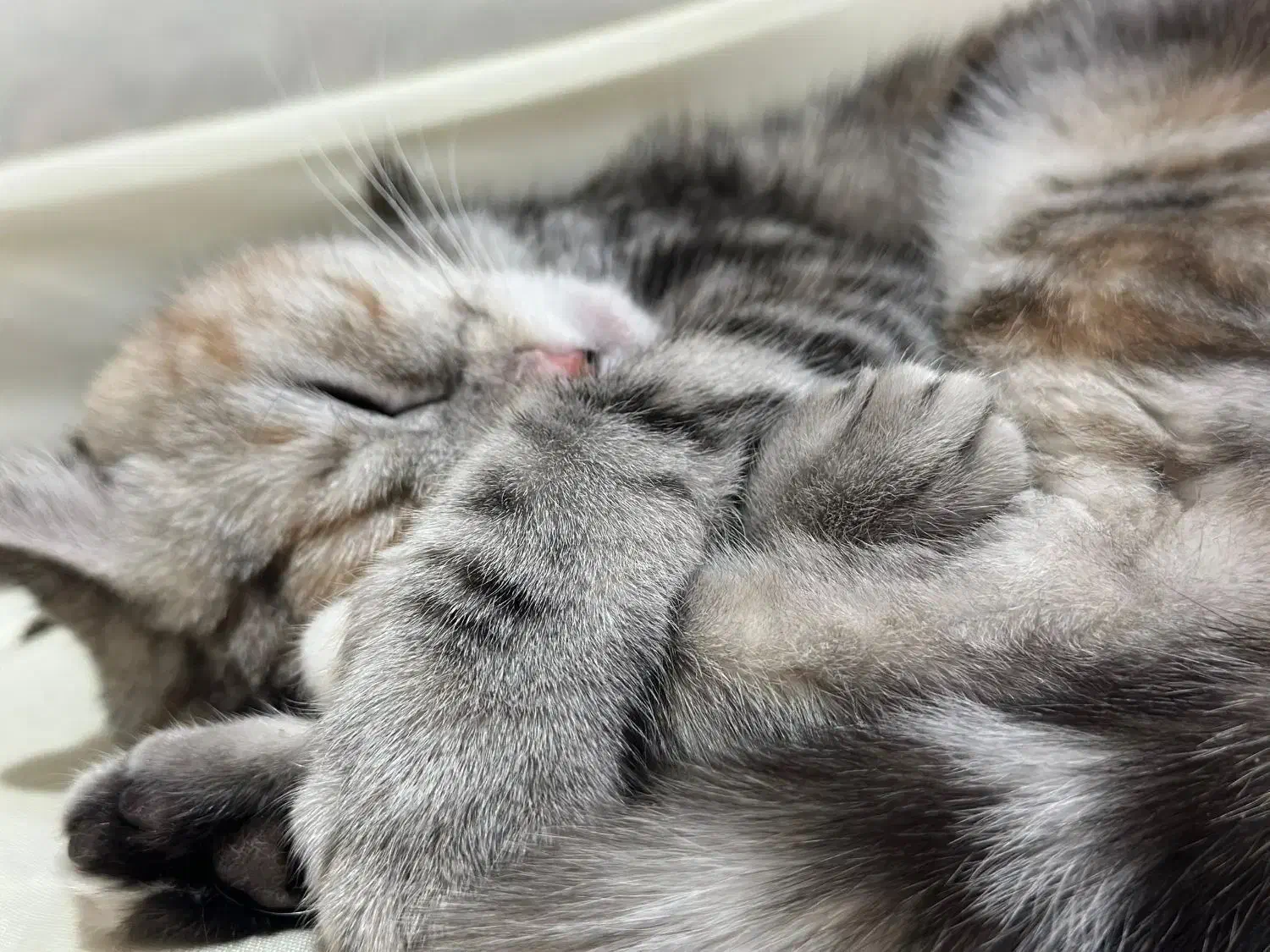 گربه ماده اماده جفت گیری|گربه|زاهدان, |دیوار