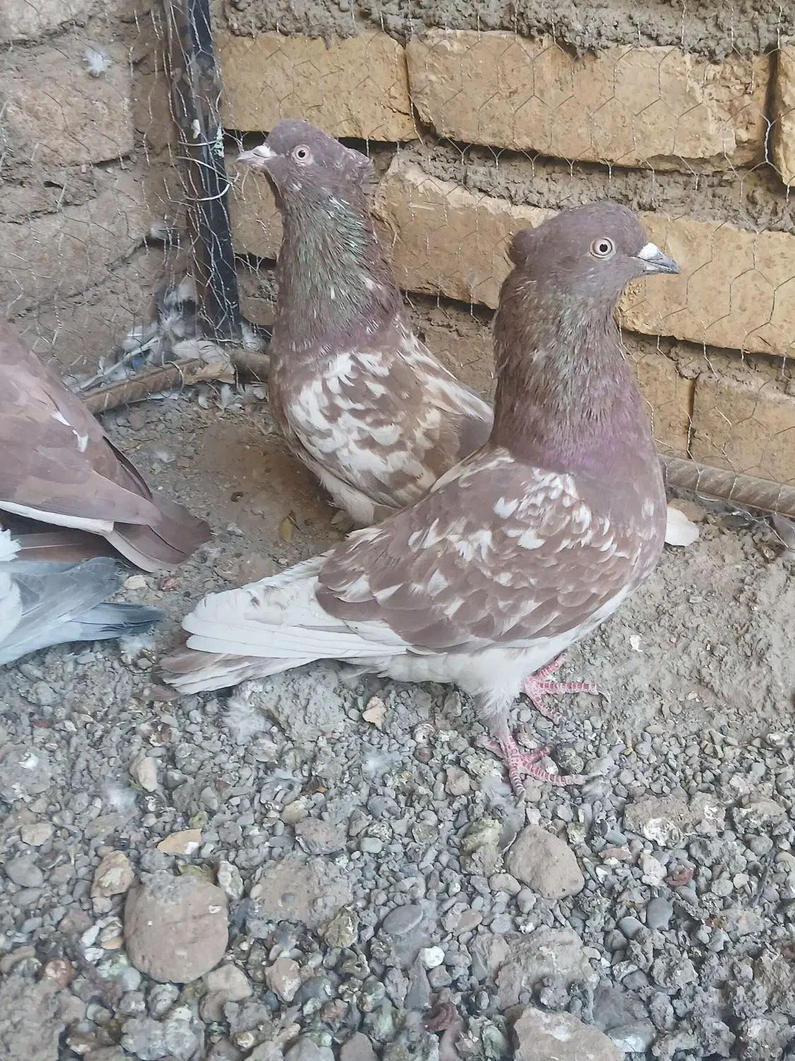 کفتر کله پرشی|پرنده|تربتحیدریه, بی بی حسنیه|دیوار