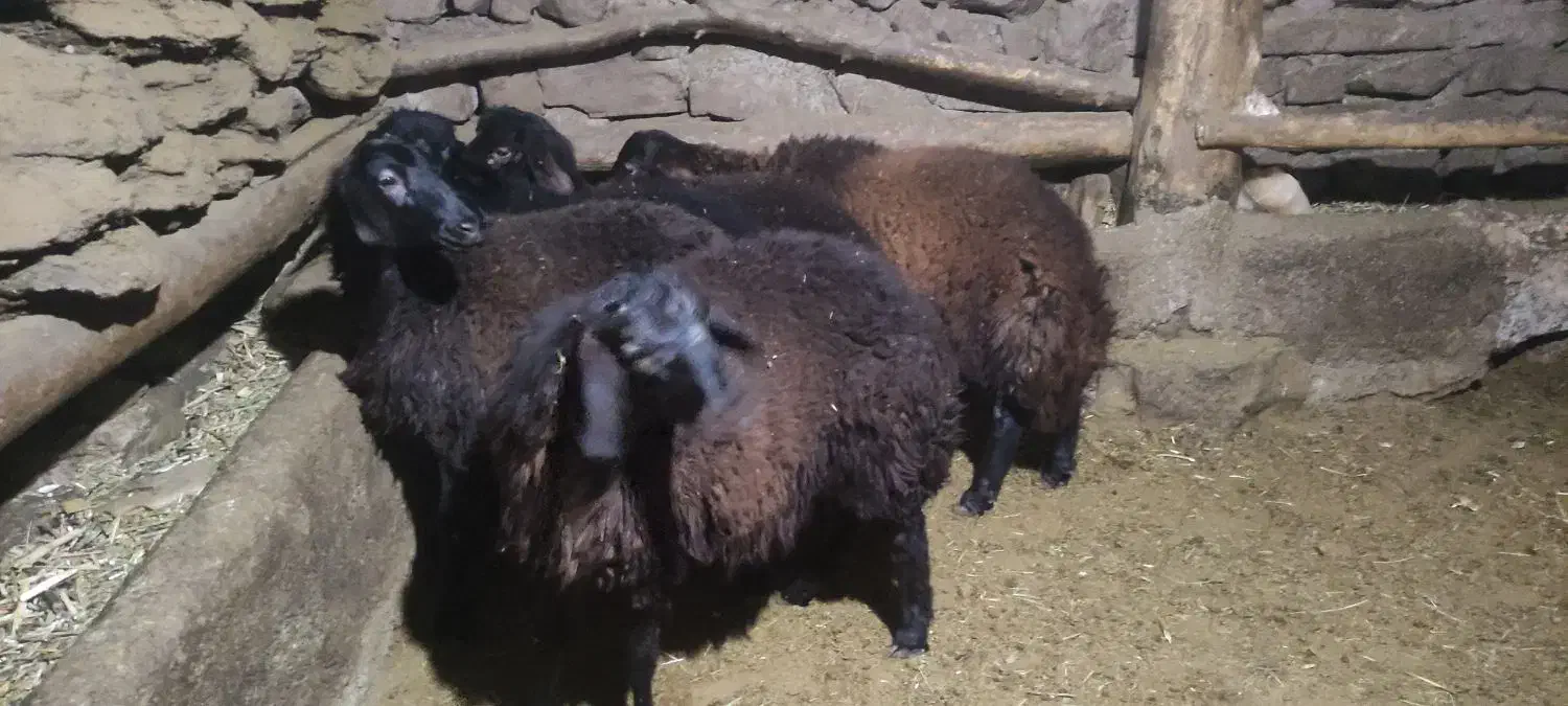 بره نر چاق|حیوانات مزرعه|زنجان, |دیوار