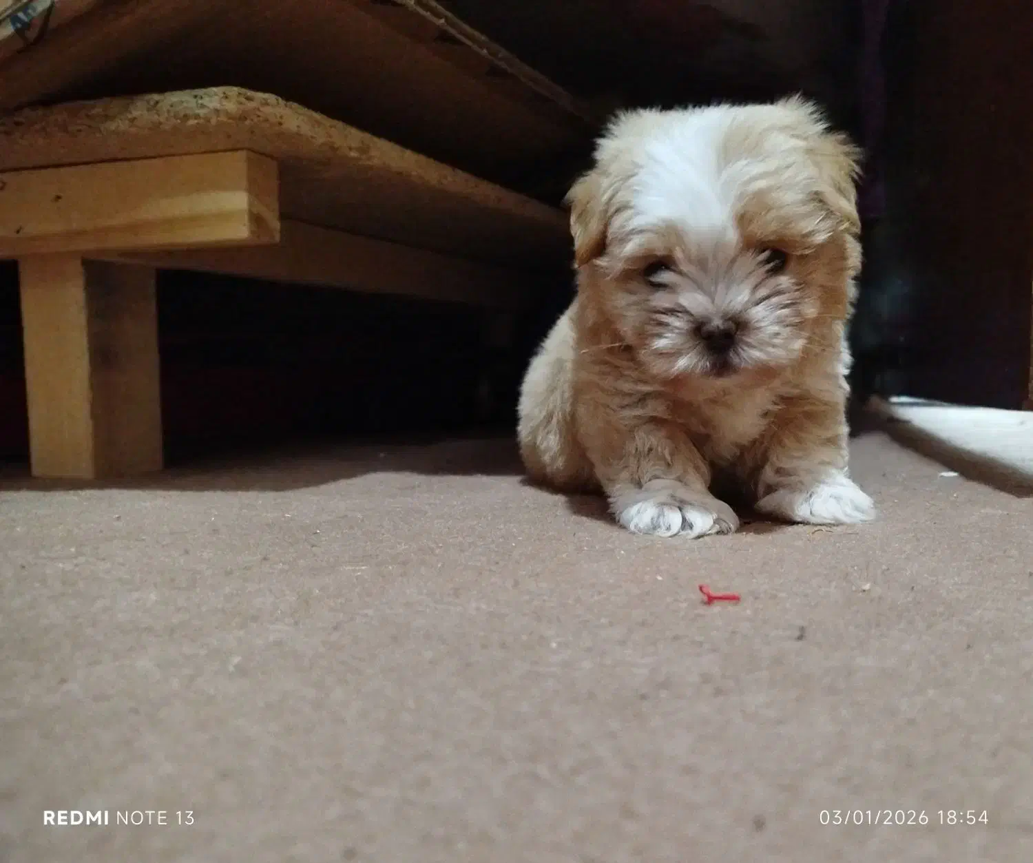 سگ پودل مالتیز مینیا توری (جیبی)|سگ|تبریز, |دیوار