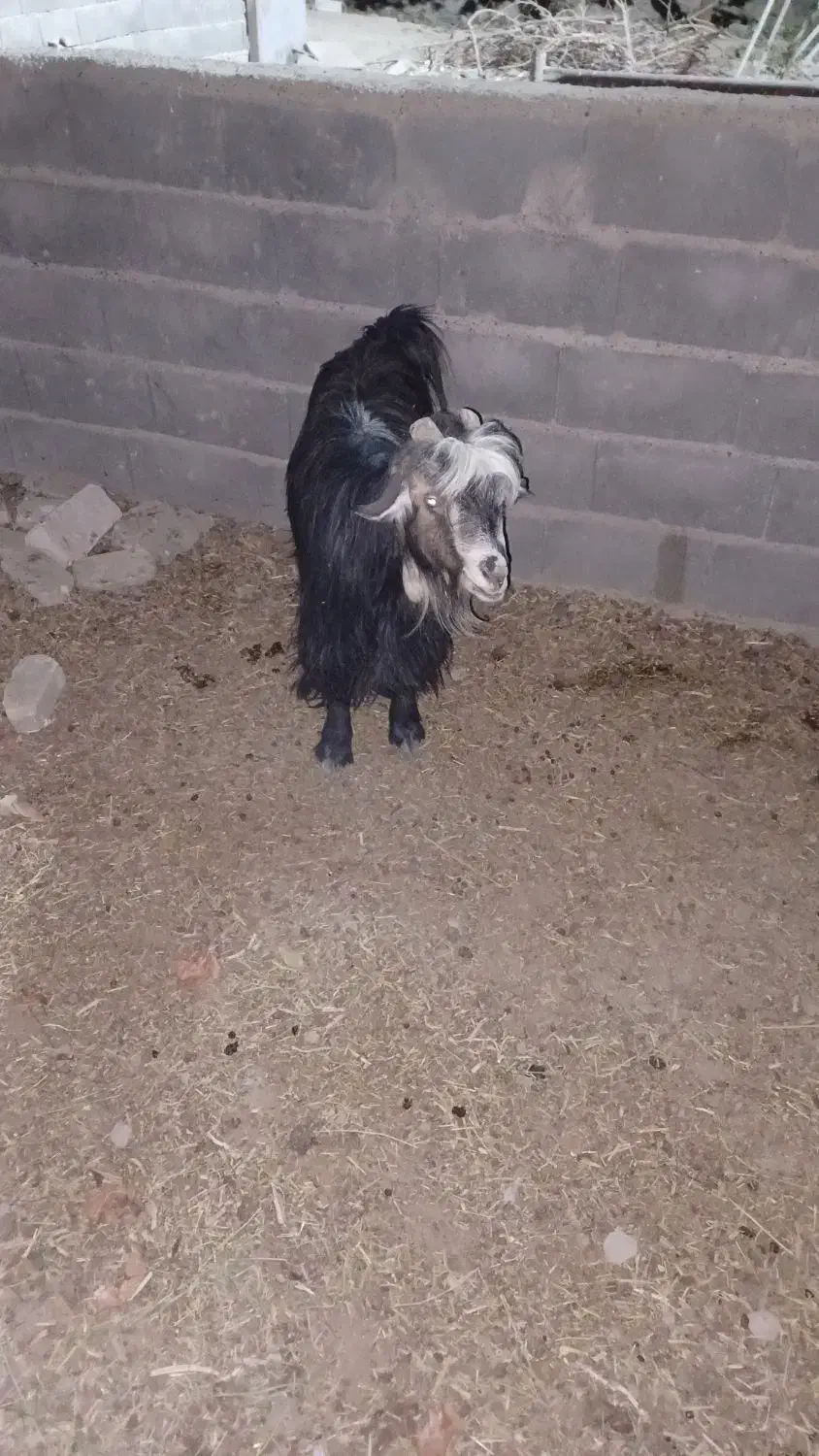 بز شهرکردی|حیوانات مزرعه|اصفهان, براآن شمالی|دیوار