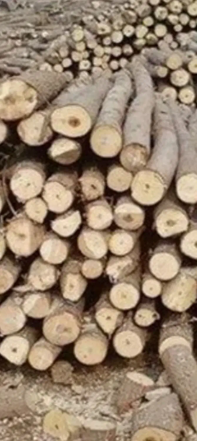 خرید چوب نقدی|خدمات باغبانی و درختکاری|شیراز, دوکوهک|دیوار