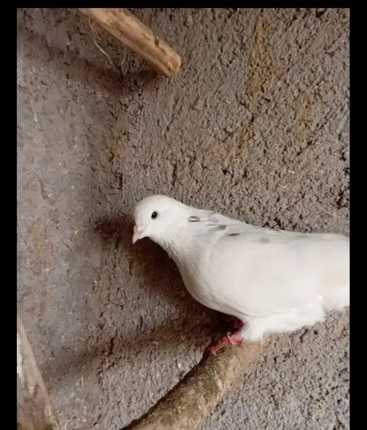 کبوتر|پرنده|رودسر, |دیوار