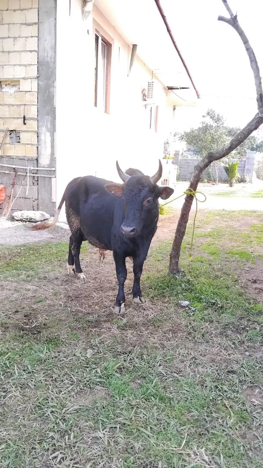 ورزاچالوسی|حیوانات مزرعه|سنگر, |دیوار