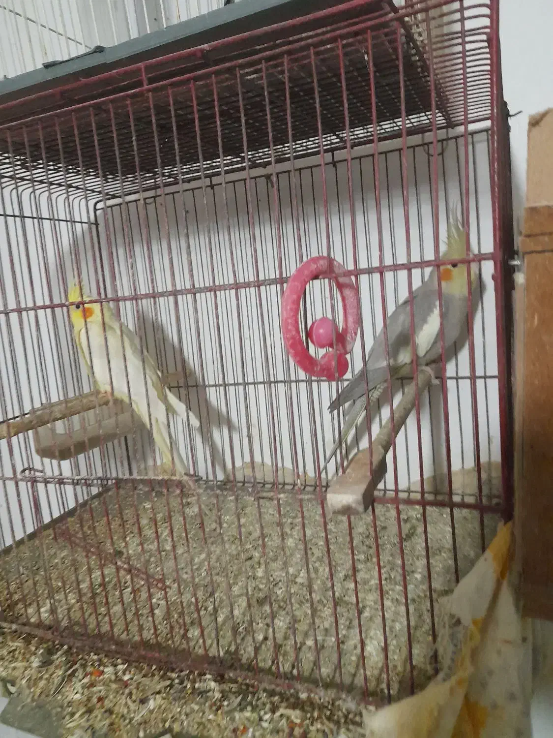 ۸ جفت با تخم و قفس و لوازم|پرنده|ساری, |دیوار