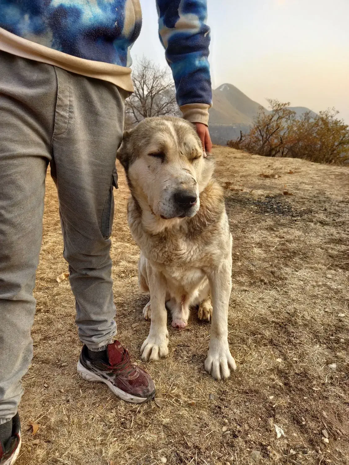 فروشی|سگ|لواسان, |دیوار