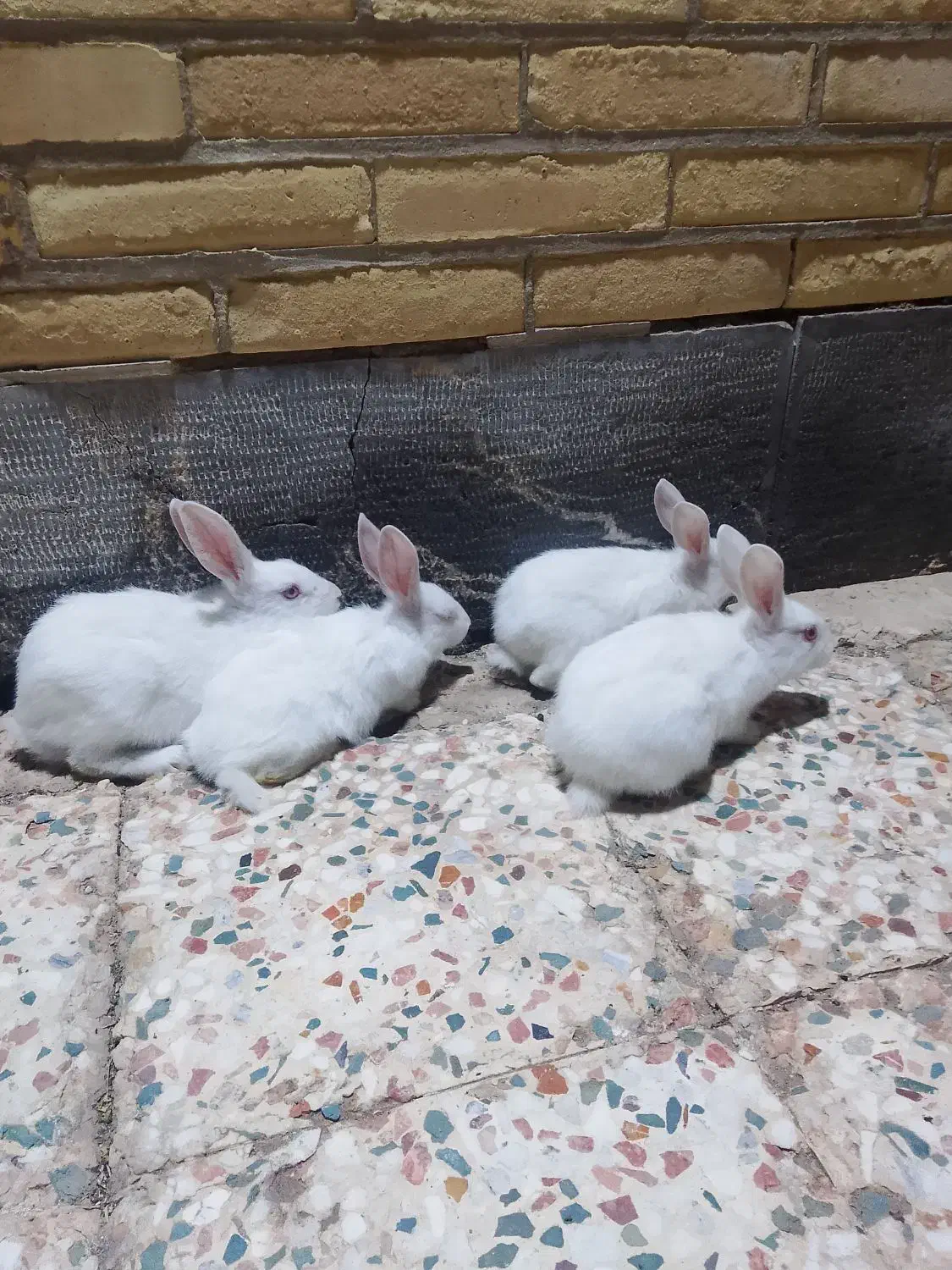 ۲۰۰|موش و خرگوش|رفسنجان, |دیوار