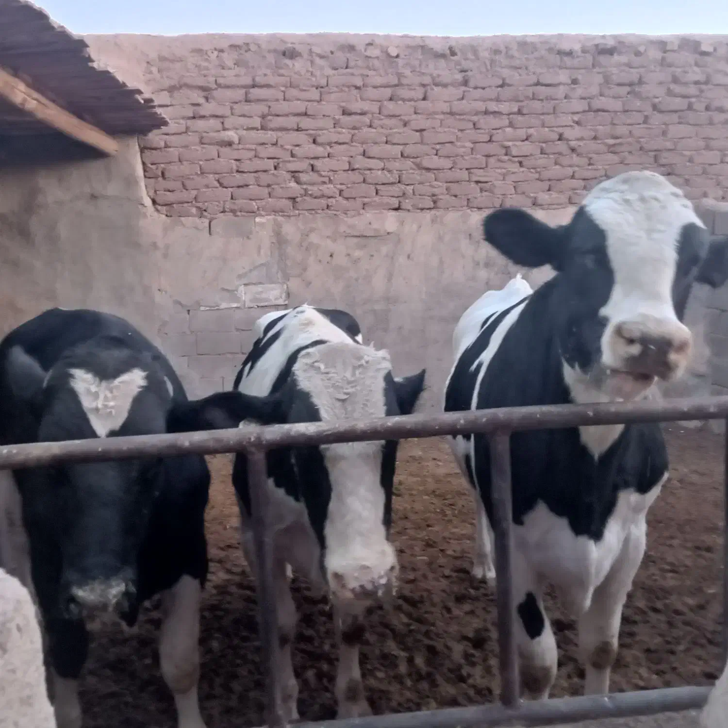 فروش گوساله های هلشتایین|حیوانات مزرعه|ساوه, |دیوار