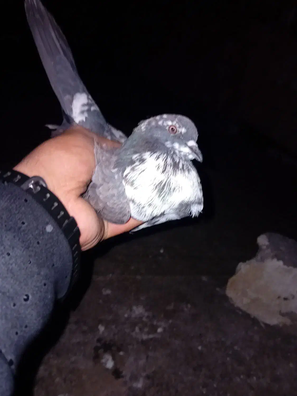 کفتر پرشی|پرنده|شهریار, شهرک امیریه|دیوار