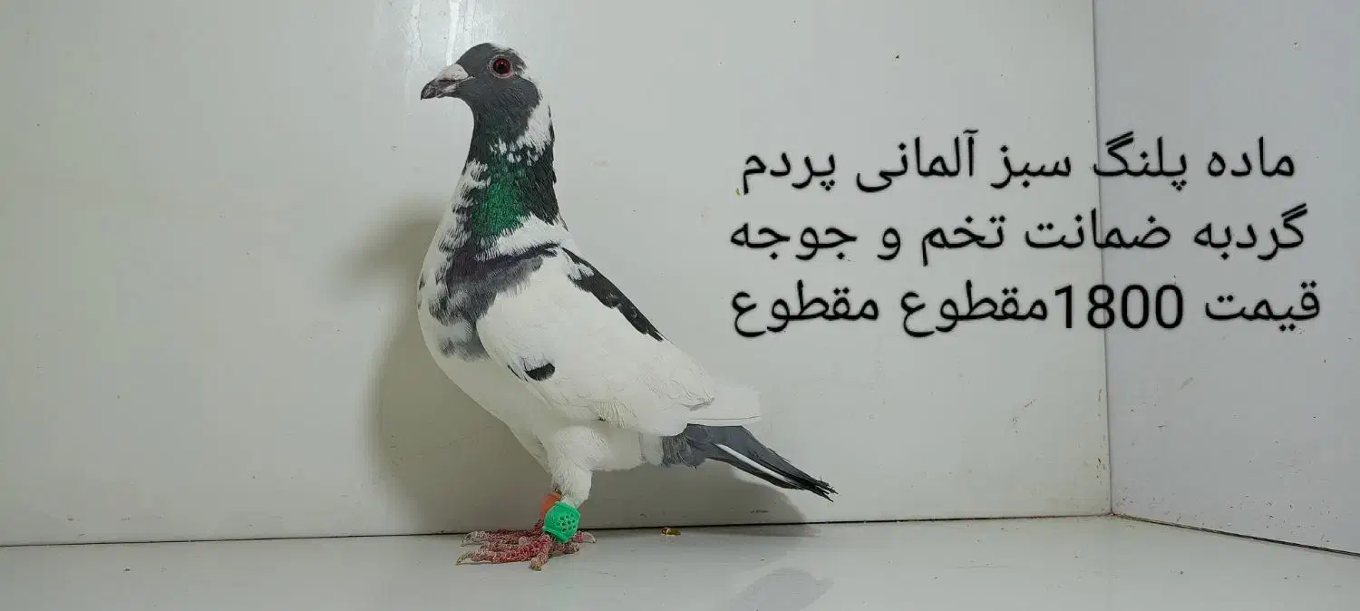 20عدد کبوتر ماده سوسکی بزک و ماده سار|پرنده|مشهد, پنجتن|دیوار