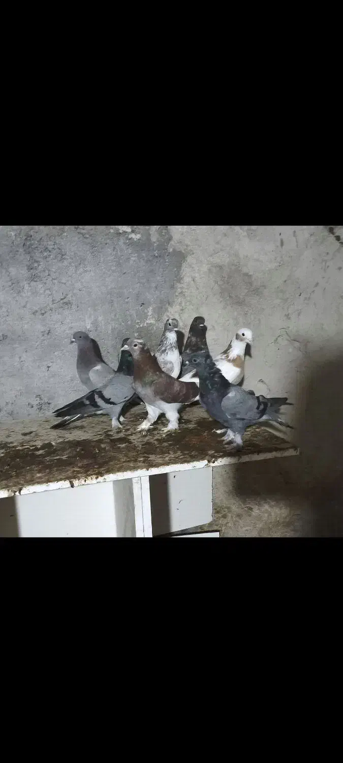 کبوتر ترکیه|پرنده|بستان آباد, |دیوار