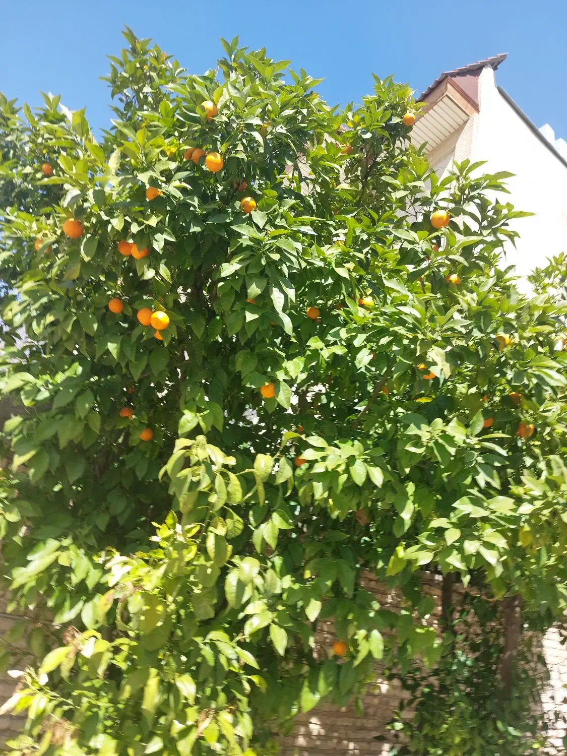 خرید ا ر زمین کارگاه چهاردیواری متراژ بالا شهرک|فروش دفتر صنعتی، کشاورزی، تجاری|زاهدان, |دیوار