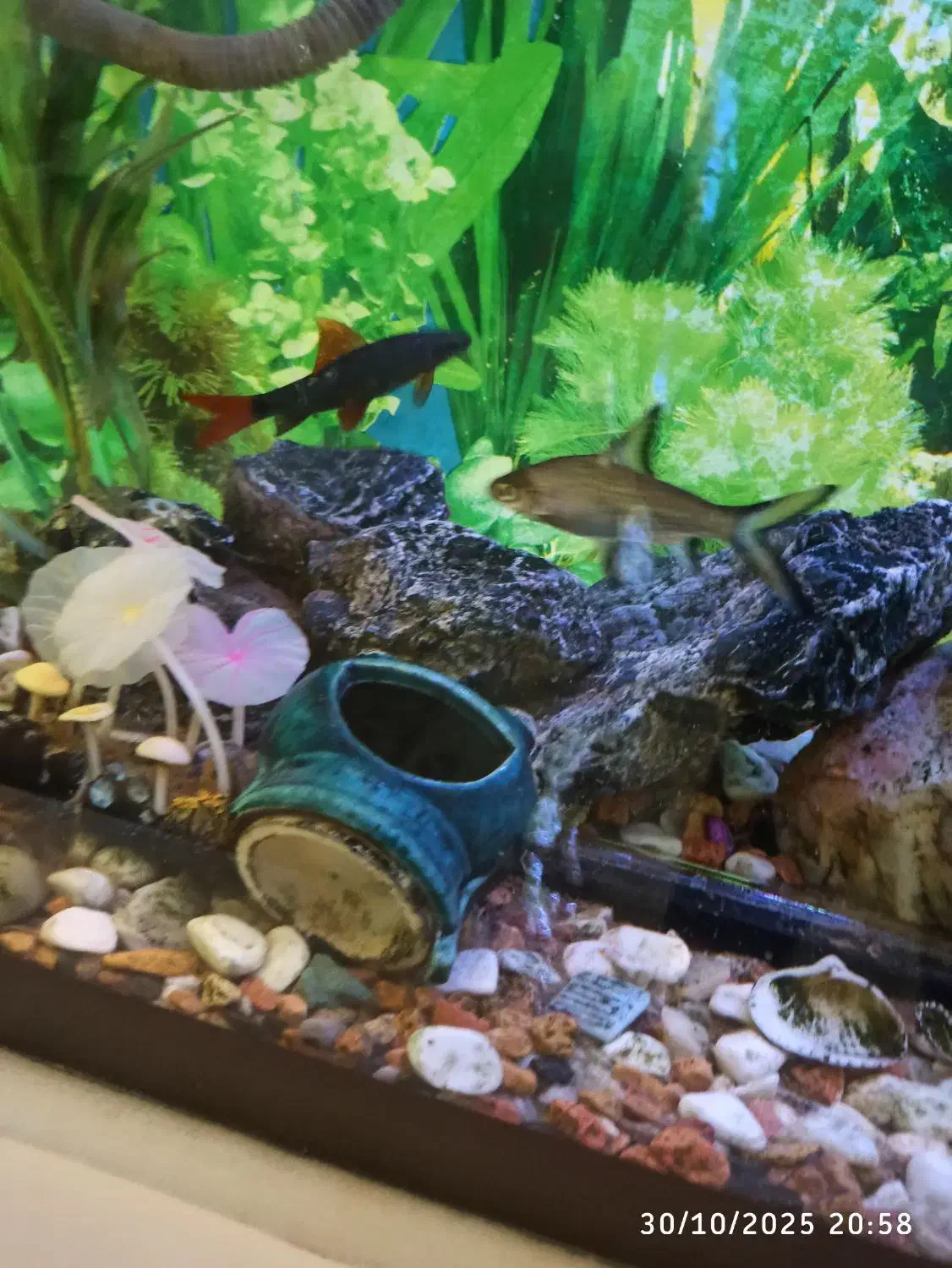 اکواریوم شرکتی ۱متری|ماهی|اسکو, |دیوار