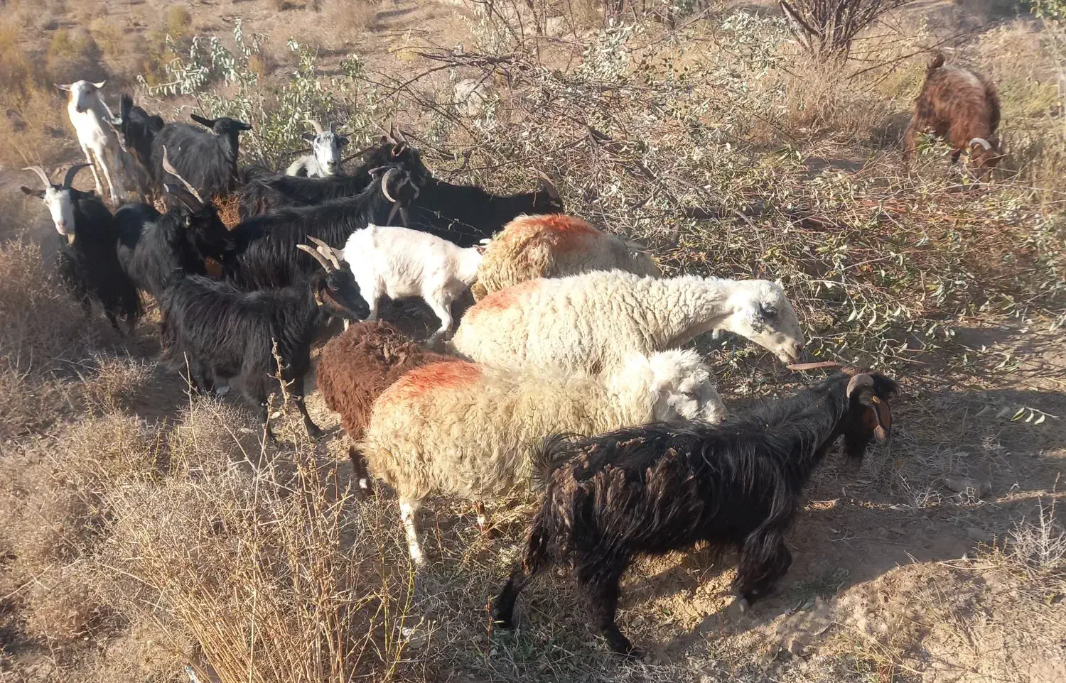 بره بزغاله بز گوسفند میش|حیوانات مزرعه|کاشان, راوند|دیوار