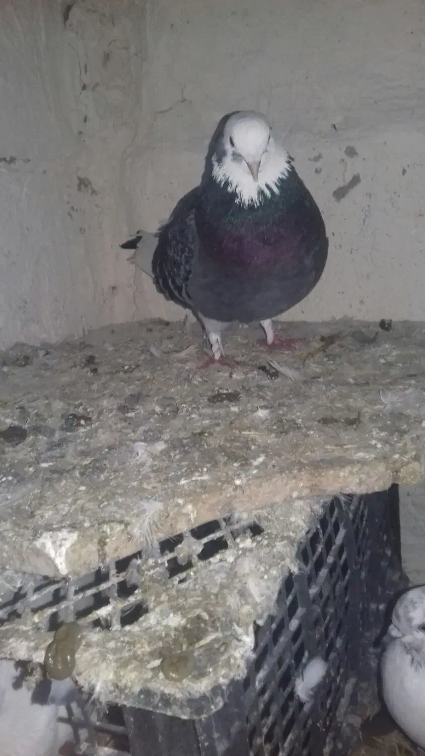 گفتر گم شده|پرنده|ثمرین, |دیوار