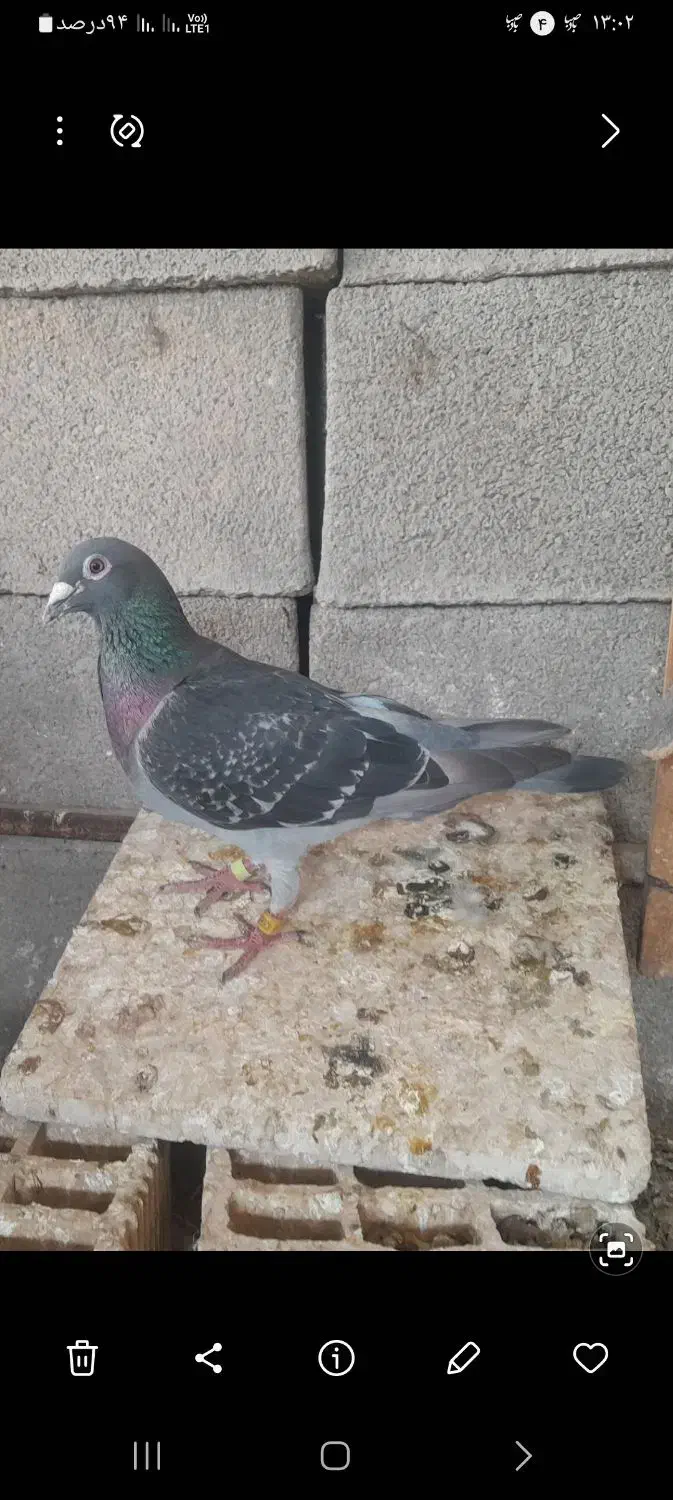 کبوتر|پرنده|شوشتر, |دیوار