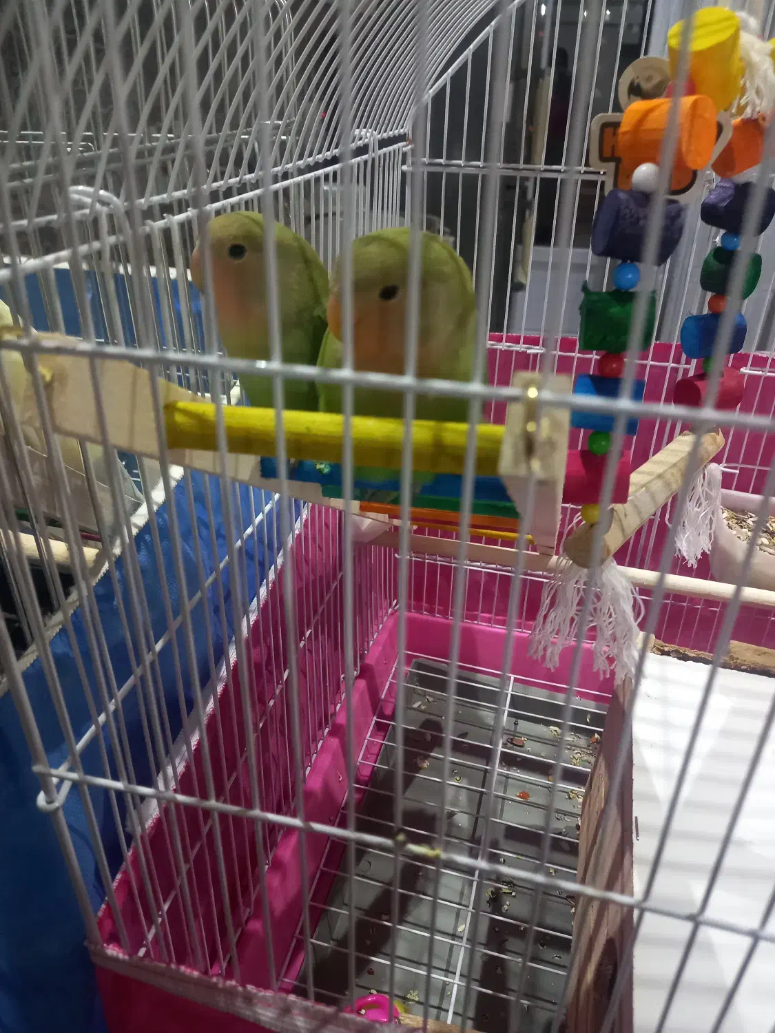 فرش|پرنده|شهریار, شهرک مصطفی خمینی|دیوار