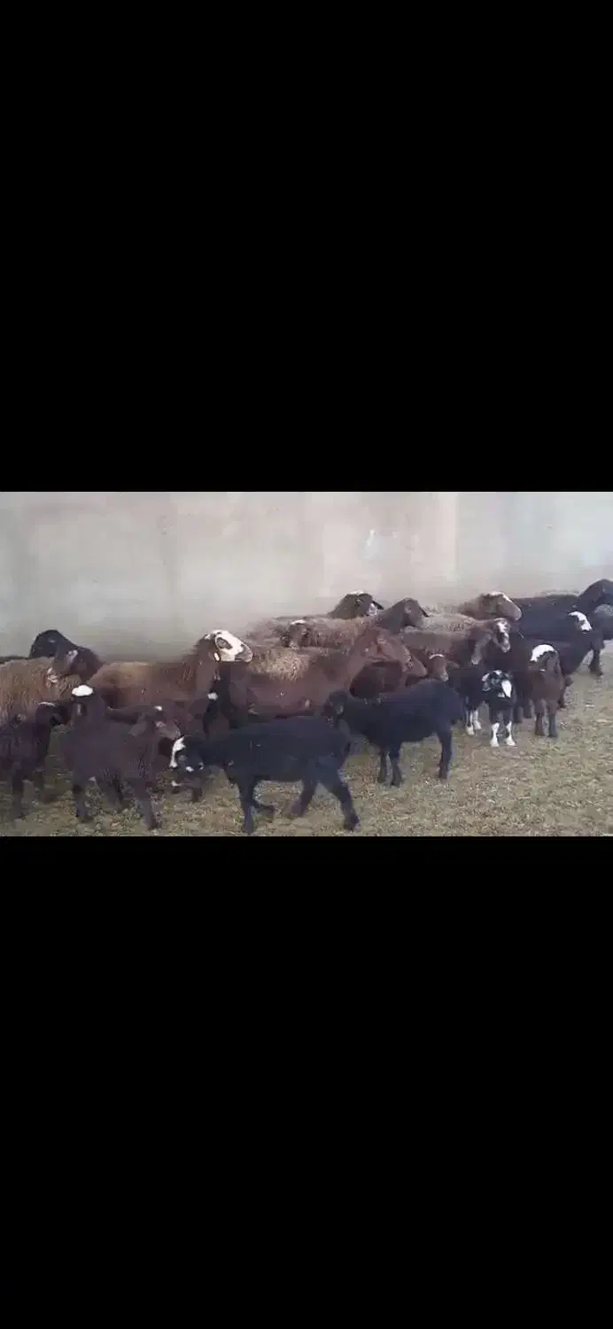 شیشک ومیش بره دار افشار بره پای پروار|حیوانات مزرعه|جوادآباد, |دیوار