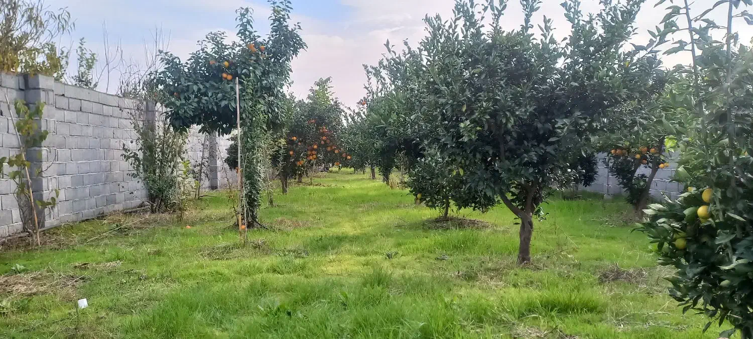 زمین چهار دیواری باغ پرتقال  ویلایی|فروش زمین و ملک کلنگی|ارطه, |دیوار