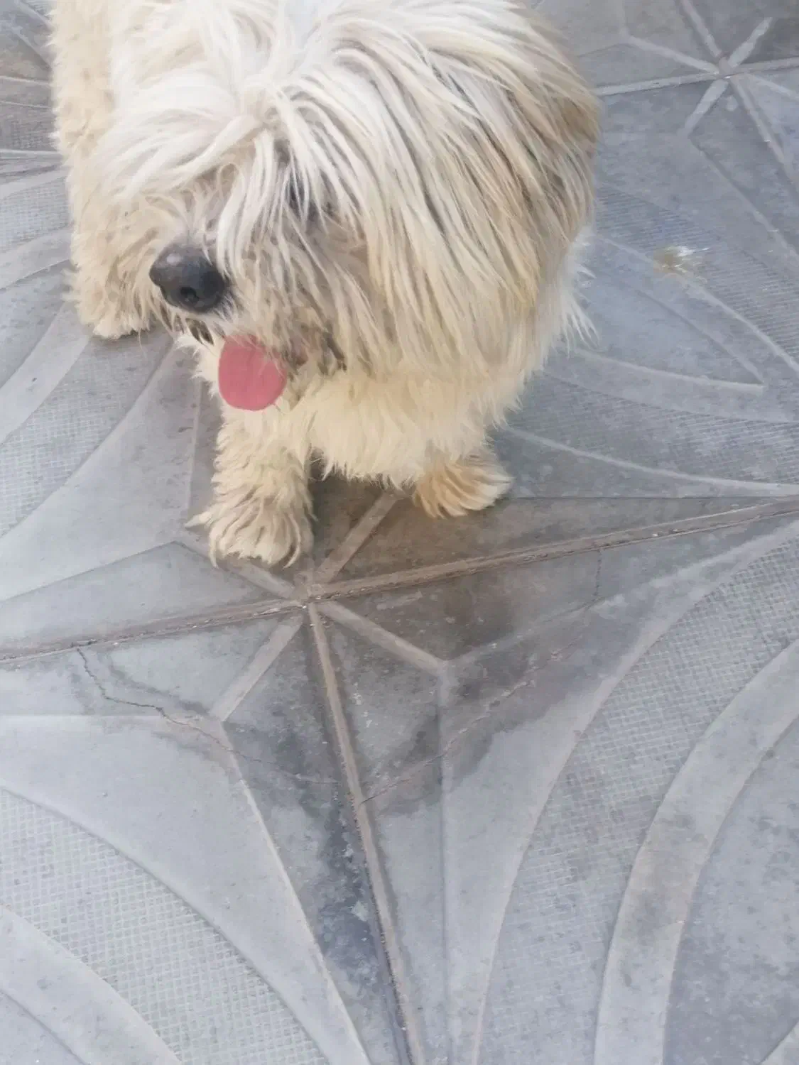 فروش سگ پاکوتاه برفی|سگ|تربتحیدریه, منظر|دیوار