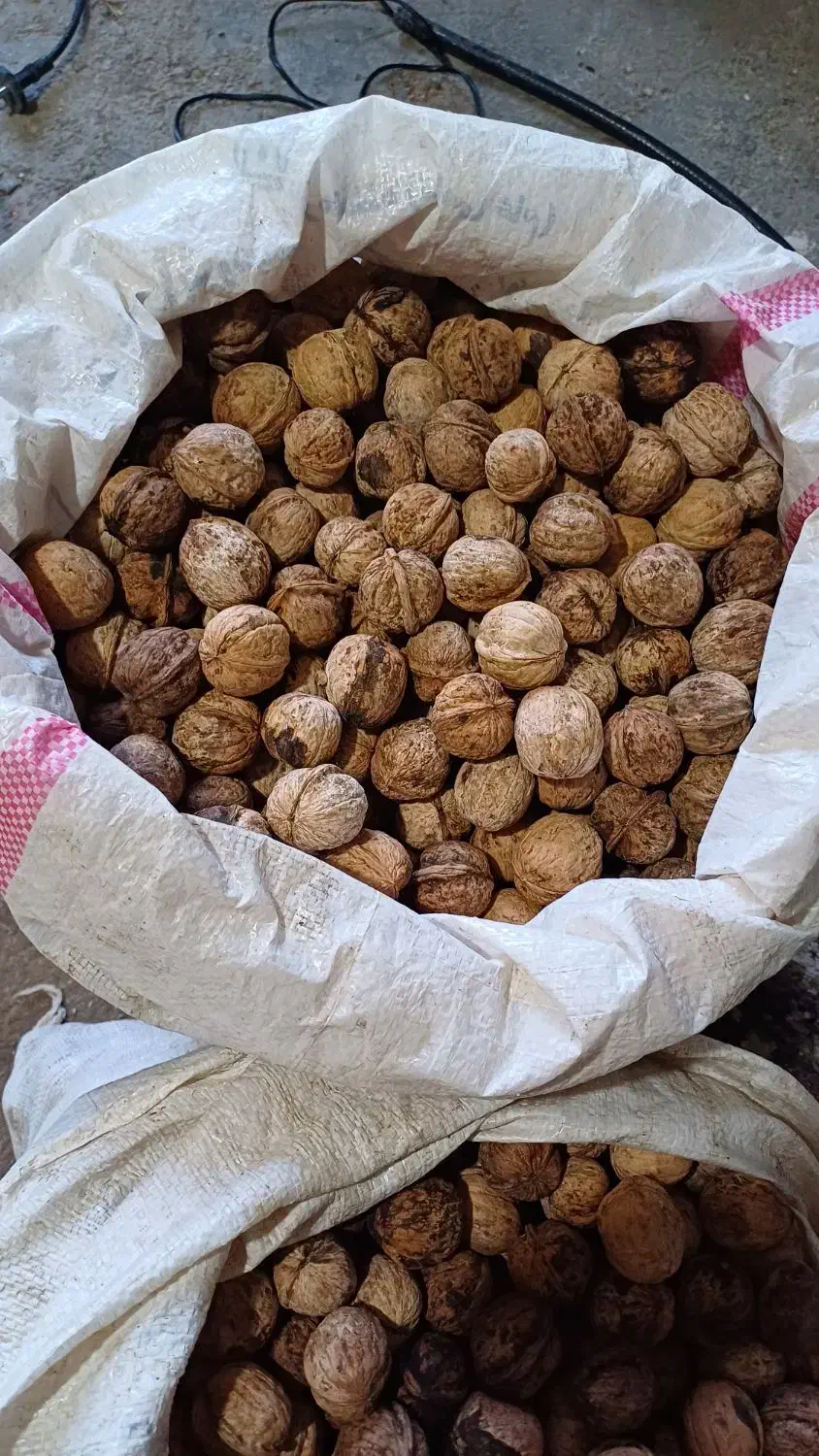 گردو|حراج|جوانرود, |دیوار